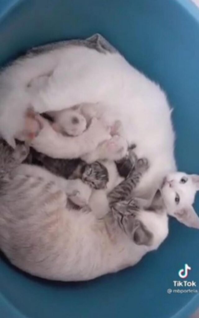gatte partoriscono insieme