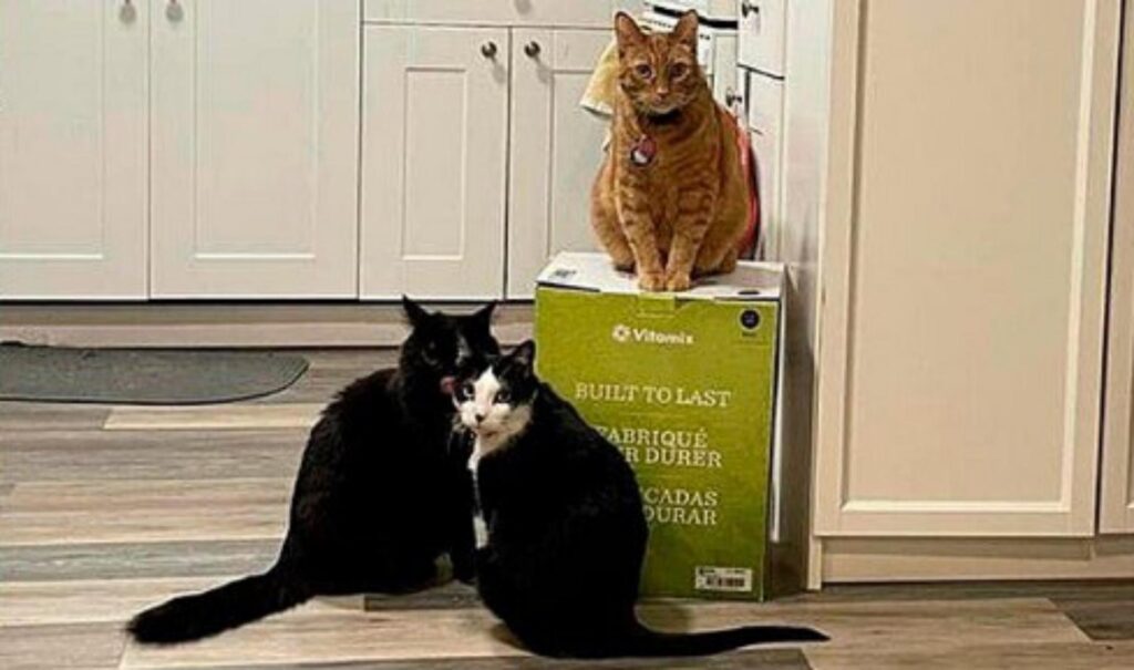 gatti seduti sopra scatola di cartone
