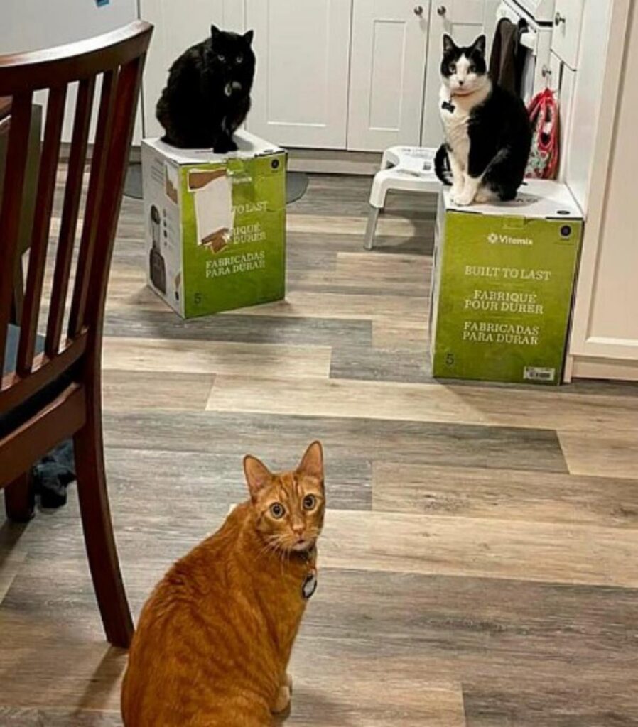 gatti seduti sopra scatola di cartone