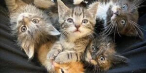 cinque gatti orfani