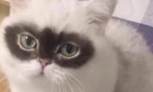 La gattina con la ‘maschera di Zorro’ che ha conquistato il web