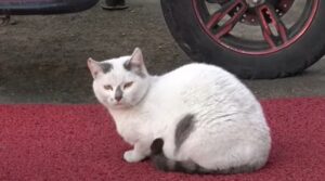 La gattina Marina ha trovato degli amici che la stanno aiutando a trovare una casa (VIDEO)