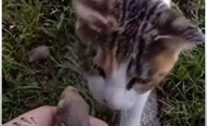 La gattina Piper ha richiesto l’attenzione del proprietario per salvare delle vite (VIDEO)