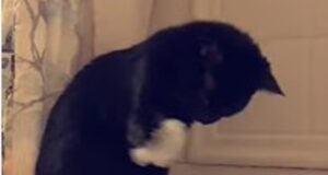 La gattina Suki vede per la prima volta le bolle della vasca da bagno (VIDEO)