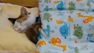 Gattina calico va a letto e la mamma umana le rimbocca le coperte