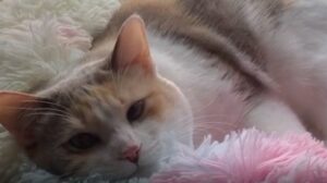 Una gattina è molto rilassata sulla sua calda e comoda cuccia (VIDEO)