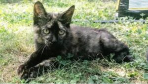 A Torino gattina gettata da una macchina in corsa; la storia di Filomena