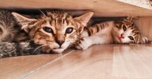 Gattini disordinati mettono a soqquadro un intero cassetto di biancheria (VIDEO)