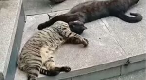 Gattini interrompono le coccole per l’arrivo di un terzo gatto (VIDEO)