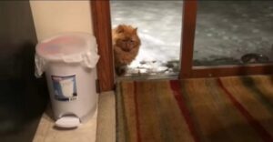 Gattino entra in una nuova casa per la prima volta (VIDEO)