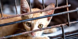 Un rifugio per gatti è indagato per aver usato il congelamento di animali vivi come forma di eutanasia