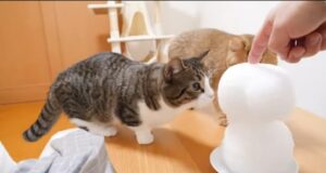 Il gattino Coco incontra un pupazzo di neve per la prima volta (VIDEO)