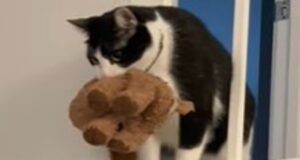 Il gattino Ed dopo un inizio di vita difficile ha trovato una famiglia che lo ama (VIDEO)