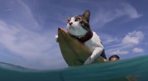 Il gattino Hokule’a adora fare surf e rilassarsi al mare con i proprietari (VIDEO)