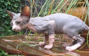 Gattino Sphynx va al lavoro e fa compagnia al suo papà umano e ai colleghi (VIDEO)