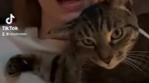 Gattino Scout imita la sua proprietaria che si pettina i capelli (VIDEO)