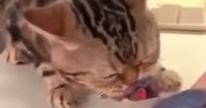 Gattino affamato non lascia un pesce che ha appena rubato dalla cucina (VIDEO)