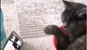 Gattino amante del ritmo si muove seguendo il ritmo di una canzone (VIDEO)