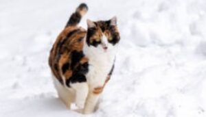 Gattino calico adora essere spalato insieme alla neve; l’uomo lo accontenta (VIDEO)