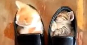 Gattino cerca di entrare dentro una scarpa per imitare il fratellino che dorme all’interno dell’altra (VIDEO)
