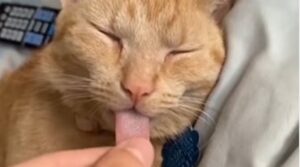 Gattino che dorme viene disturbato dal suo proprietario (VIDEO)