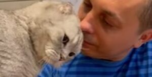 Gattino chiede educatamente un gamberetto al suo proprietario (VIDEO)