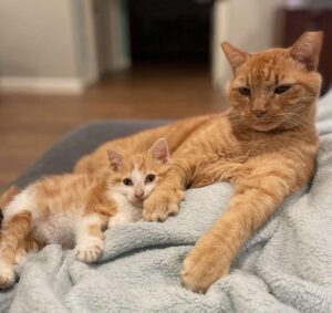Un micetto conquista il cuore di un gatto randagio e lo convince a diventare domestico dopo anni di tentativi falliti