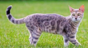 Gattino del Bengala non vuole tornare a casa dal parco (VIDEO)