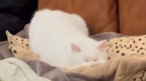 Gattino domestico accorre verso la proprietaria quando sente la scatoletta di cibo (VIDEO)