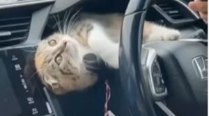 Gattino domestico adora fare compagnia al suo umano che guida la macchina (VIDEO)