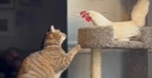 Gattino domestico è costretto a sopportare la presenza della gallina (VIDEO)