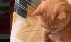 Gattino domestico imita il suo proprietario alla perfezione (VIDEO)