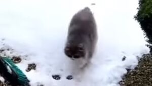 Gattino domestico intelligente non sopporta la neve sulle zampe (VIDEO)