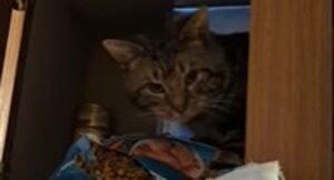 Gattino domestico monello ruba i croccantini dal mobile della cucina (VIDEO)