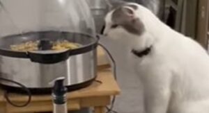 Gattino è confuso mentre osserva la macchina per fare i pop corn (VIDEO)