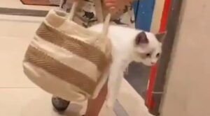 Un gattino e un bambino si vogliono molto bene e adorano stare insieme (VIDEO)