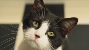 Gattino energico disturba moltissimo i suoi fratelli cani (VIDEO)