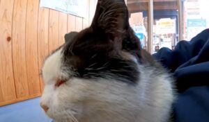 Gattino fa compagnia a tutte le persone che incontra (VIDEO)