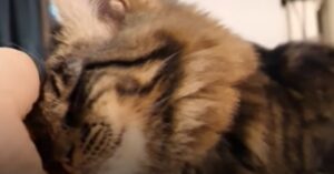 Gattino impaurito ha vissuto all’interno di un muro; adesso ha una famiglia che lo ama (VIDEO)