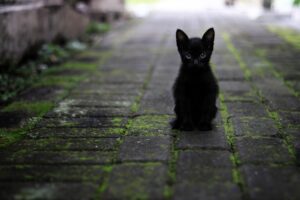 gattino nero per strada