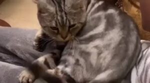 Gattino istiga il fratellino e lo picchia dopo averlo disturbato (VIDEO)