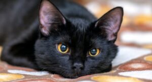 Gattino nero è molto felice di ricevere così tante coccole (VIDEO)
