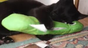 Gattino nero si addormenta con il suo nuovissimo giocattolo (VIDEO)