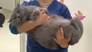 Un gattino odia la veterinaria e prova costantemente ad attaccarla (VIDEO)