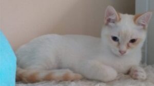 Gattino piccolo riesce ad aprire la porta scorrevole della propria casa (VIDEO)