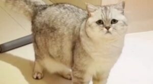 Un gattino prova dispiacere a causa di uno scherzo da parte del fratellino (VIDEO)