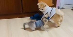 Gattino resta attaccato con l’unghia al maglione del fratello più grande (VIDEO)