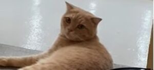 Gattino rosso ostinato non vuole spostarsi per far passare l’aspirapolvere (VIDEO)