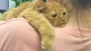 Gattino rosso si rilassa sulla spalla della sua proprietaria che si trova al lavoro (VIDEO)