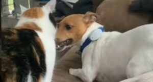 Gattino si diverte moltissimo a giocare con il suo fratellone cane (VIDEO)